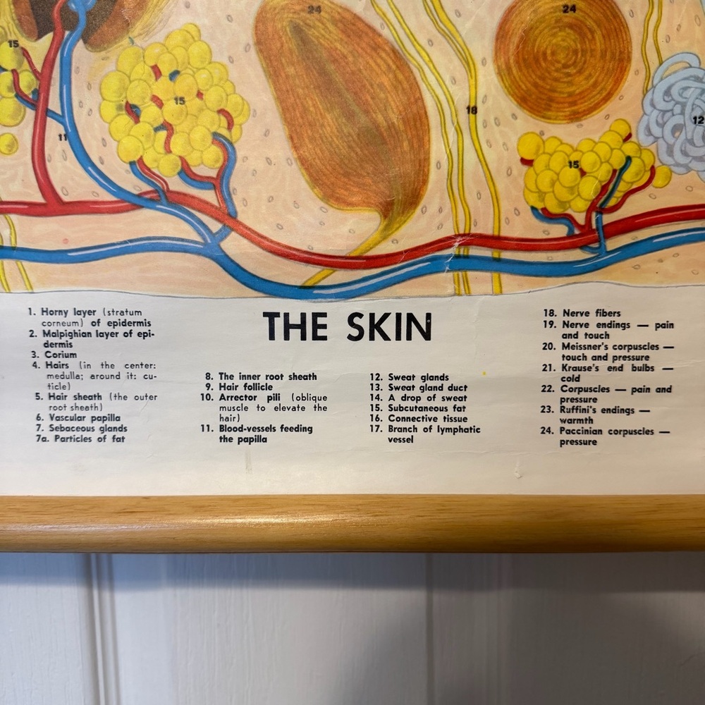Medical Poster - Picture 3 of 5